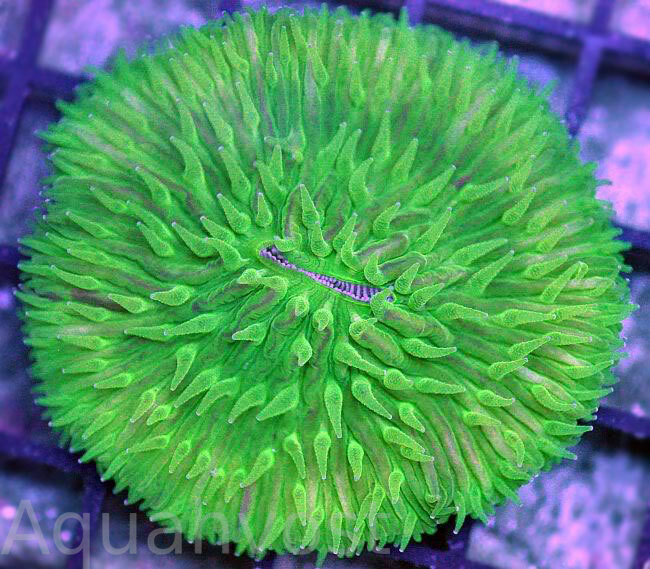 Фунгия зеленая (Коралл грибовидный) Fungia sp.