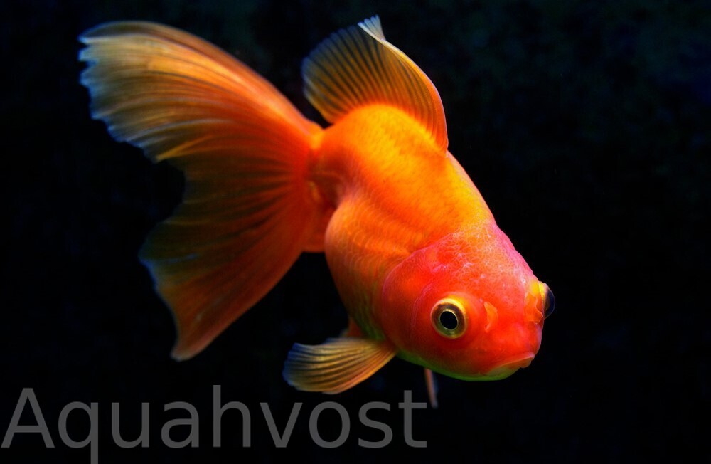 Риукин красный (Goldfish Ryukin)